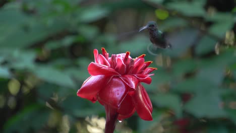 Ein-Süßes-Kolibri-Exemplar-Mit-Schuppiger-Brust,-Das-Sich-Von-Einer-Etlingera-Elatior-Blume-Ernährt