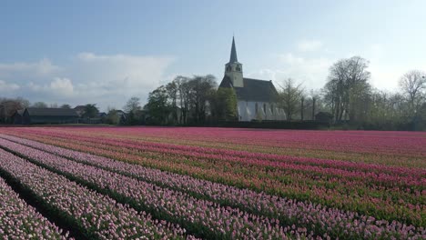 White-church-at-stunning-tulip-field-with-bright-back-lit-sunshine,-aerial