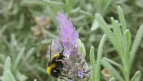 Schöne-Biene-Schwebt-über-Der-Lavendelpflanze,-Um-Pollen-Zu-Bekommen