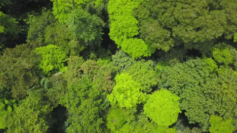 Aerial-drone-shot:-looking-at-the-treetops-of-a-rainforest