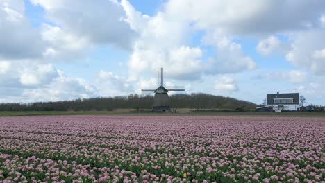 Flores-De-Tulipanes-Rosas-Con-El-Símbolo-De-La-Campiña-Holandesa,-El-Icónico-Molino-De-Viento-Holandés