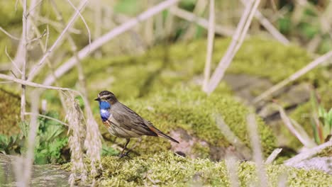 Bluethroat-Bird-Standing-On-Ground-Before-Walking-Away
