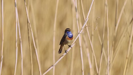 white-spotted-bluethroat-on-the-dry-stem,-singing-in-the-dutch-woods