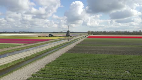 Classic-Dutch-countryside-with-flat-tulip-fields,-windmill-and-horse-riders