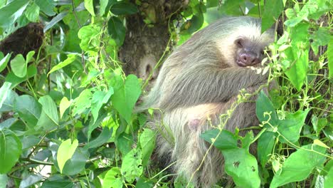 An-adorable-sleeping-sloth-,-hugged-to-a-tree,-with-a-gentle-wind-shaking-the-leaves