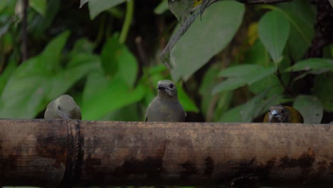 Tres-Pájaros,-Entre-Ellos-Una-Tangara-De-Cherrie,-Alimentándose-De-La-Rama-De-Un-árbol