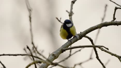 Great-tit-bird-chirping-while-perched-on-a-tree-branch,-blurry-defocused-background