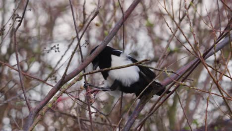 Eurasian-Magpie-Resting-On-Branches-In-Tropical-Forest