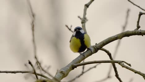 Pájaro-Carbonero-Posado-En-Una-Rama-En-El-Parque-Nacional-Veluwe,-Países-Bajos