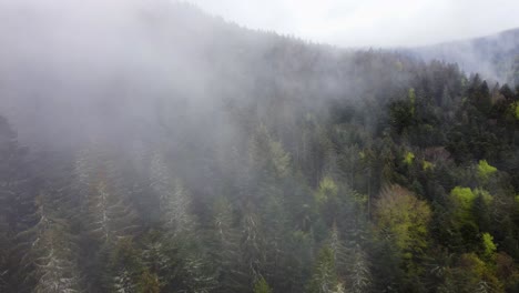 Immergrüne-Bäume-Des-Luftfrühlingswaldes-Fliegen-Durch-Wolken-4k