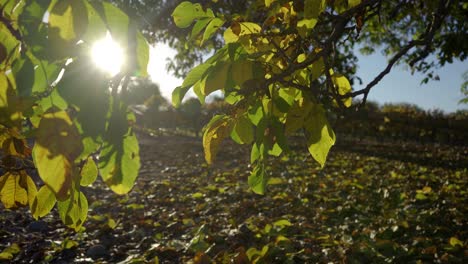 Walnut-leaves-in-autumn-with-sun-behind