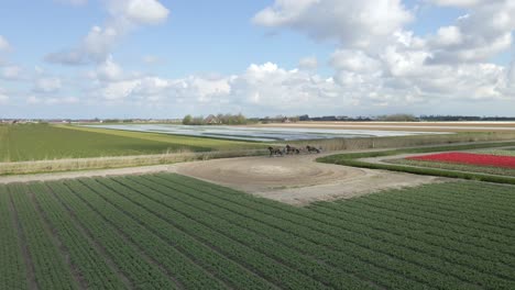 Chariot-horse-riders-on-sandy-trail-in-farm-landscape-of-Holland,-aerial