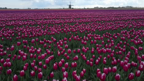 Colorful-Dutch-tulip-field-in-spring-season-with-traditional-windmill