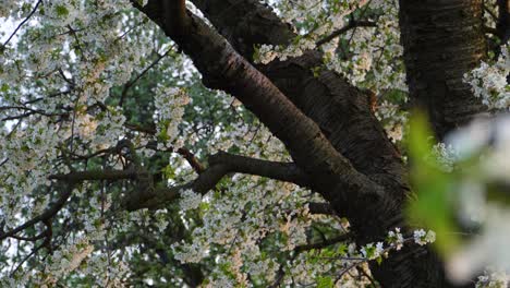Blühende-Süßkirschbäume