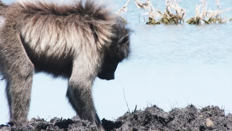 A-male-baboon-digs-in-the-mud-the-lake-shore-for-food-on-a-windy-day,-close-up