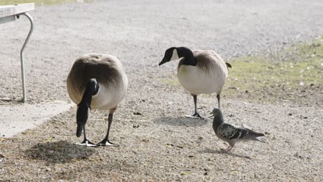 2-geese-eating-feed-disrupting-pigeons---Stanley-Park-Vancouver