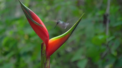 Two-cute-Grey-breasted-sabrewing-bird-specimens--flower