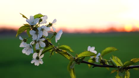 Dreamy-close-up-view-of-a-sweet-cherry-twig-in-blossom-at-sunset