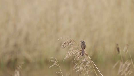 Blue-breast,-bluethroat-bird-chirping-while-perched-on-a-reed-branch-in-a-grassland-area---slow-motion,-shallow-focus