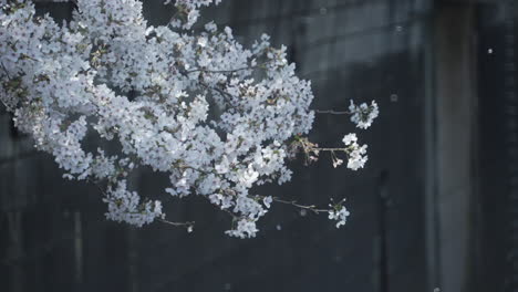 Schöne-Und-Kleine-Kirschblüten-In-Voller-Blüte-Im-Frühling---Mittlerer-Schuss