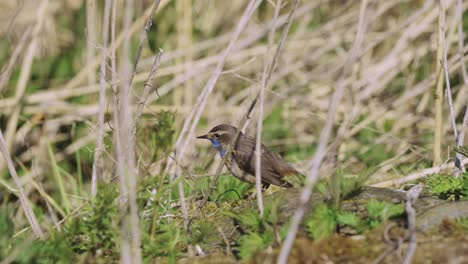 BIRDS---Bluethroat,-or-chat,-shakes-head-and-jumps-amid-tall-grass,-wide-shot