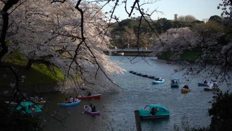 Typical-Japanese-scenery-at-Chidorigafuchi-with-many-Sakura-trees