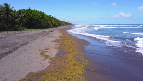 A-drone-moving-fast-over-the-Tortuguero-coast-in-Costa-Rica,-with-waves-crashing-on-the-sandy-beach