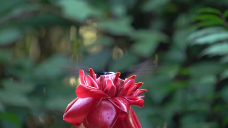 Two-white-necked-Jacobin-colibri-birds-eating-the-nectar-of-a-flower-of-Etlingera-elatior-while-in-flight