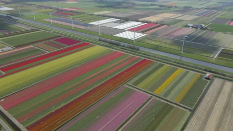 Allotment-of-different-colored-tulip-flowers-in-springtime-in-Holland