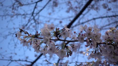 Sanft-Wehende-Sakura-Kirschblüten-Vor-Blauem-Bokeh-Himmel