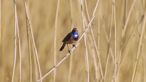 Bluethroat-bird-chirping-while-perched-on-a-dry-twig-in-sunny-weather,-slow-motion