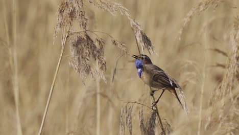 Männlicher-Blaukehlchenvogel,-Der-Auf-Getrocknetem-Pampasgras-Ruft-Und-Singt