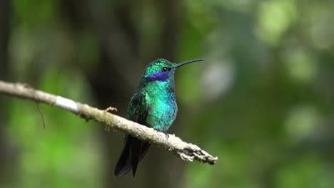 A-tiny-cute-colibri-bird-perched-on-a-branch