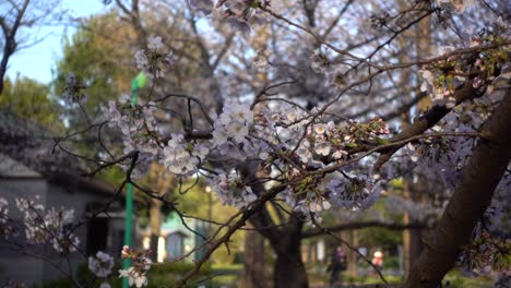 Paisaje-De-La-Vida-Cotidiana-En-El-Parque-Japonés-Con-árboles-De-Sakura