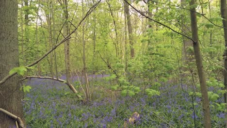 Aerial-tracking-of-wild-hyacinth-bluebells-in-the-forest-woodland