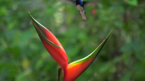 A-cute-white-necked-Jacobin-colibri-bird-feeding-on-a-flower-of-Etlingera-elatior-while-in-flight