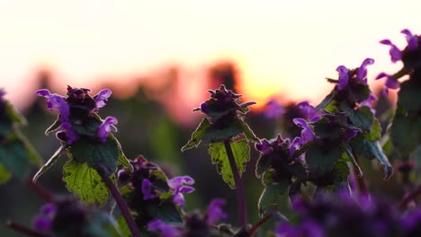 Group-of-purple-dead-nettles-catching-sunlight-at-the-end-of-a-day