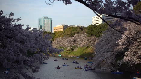 Many-people-on-boats-at-Chidorigafuchi-in-Central-Tokyo-with-pink-Sakura-trees