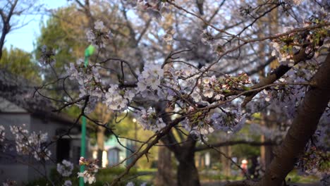 Hermoso-Primer-Plano-Del-árbol-De-Sakura-Al-Atardecer-En-El-Parque-Público-Japonés