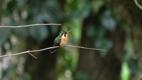 A-cute-bird:-the-Little-Woodstar,-colibri-bourdon,-colibrí-abejorro,-or-estrellita-chica-,-a-species-of-hummingbird-in-the-family-Trochilidae