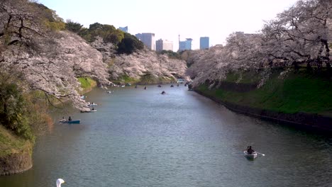 People-in-row-boats-enjoying-calm-afternoon-on-river-with-Sakura-trees-in-Japan