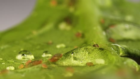 Wet-leaf-with-aphids-sucking-sap-from-it