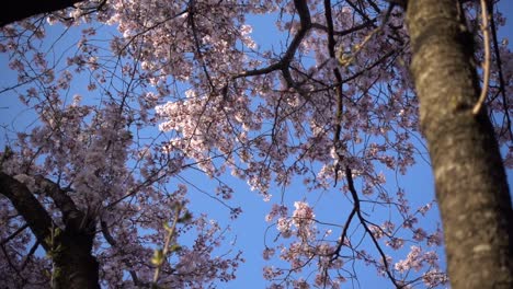 Looking-up-towards-beautiful-pink-and-vibrant-Sakura-cherry-blossom-tree-against-blue-sky