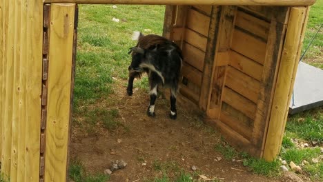 Rescued-pigmy-goat-itching-itself-calmly