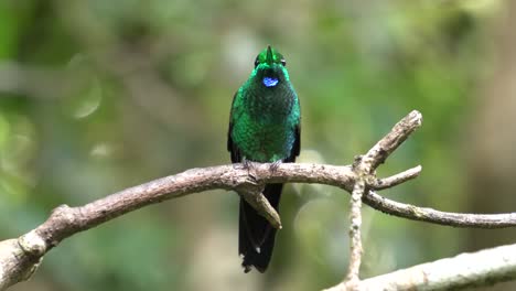 Un-Pájaro-Brillante-De-Corona-Verde-Parado-En-Una-Rama