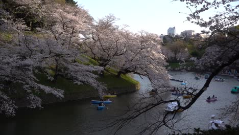 Frühlingsalltag-In-Japan-Mit-Sakura-kirschblütenbäumen-Und-Ruderbooten