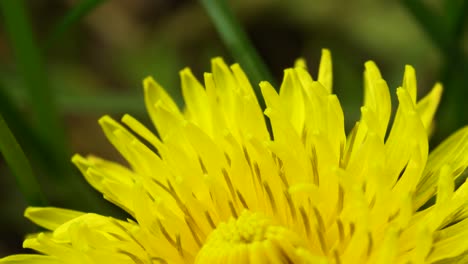 Composite-flower-of-dandelion,-made-up-of-hundreds-of-individual-florets,-each-having-both-male-and-female-parts,-stamens,-and-stigmas