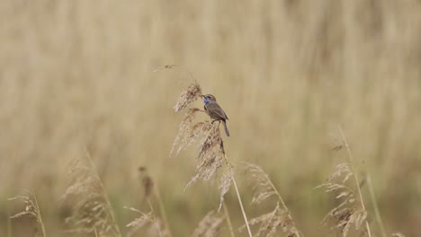 BIRDS---Bluethroat-perched-on-wheat-stalk-flies-away,-slow-motion-wide-shot
