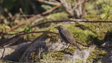 bluethroat-bird-remains-quietly-on-the-ground-watching-its-surroundings-looking-for-food