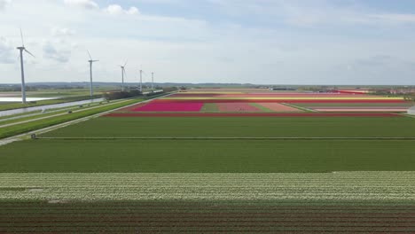 Brightly-colored-tulip-field-in-iconic-flat-land-of-Holland,-aerial